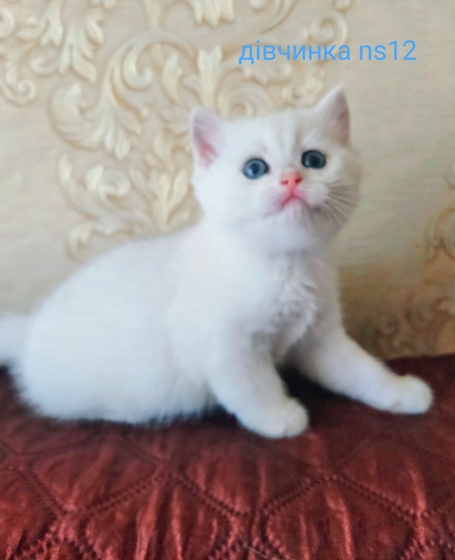 Котята золотые, серебристые
