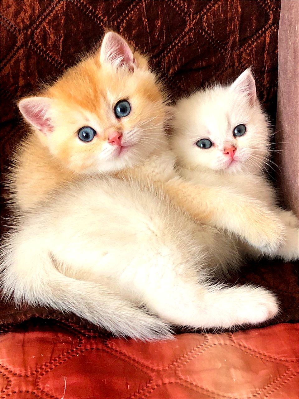 Котята золотые, серебристые
