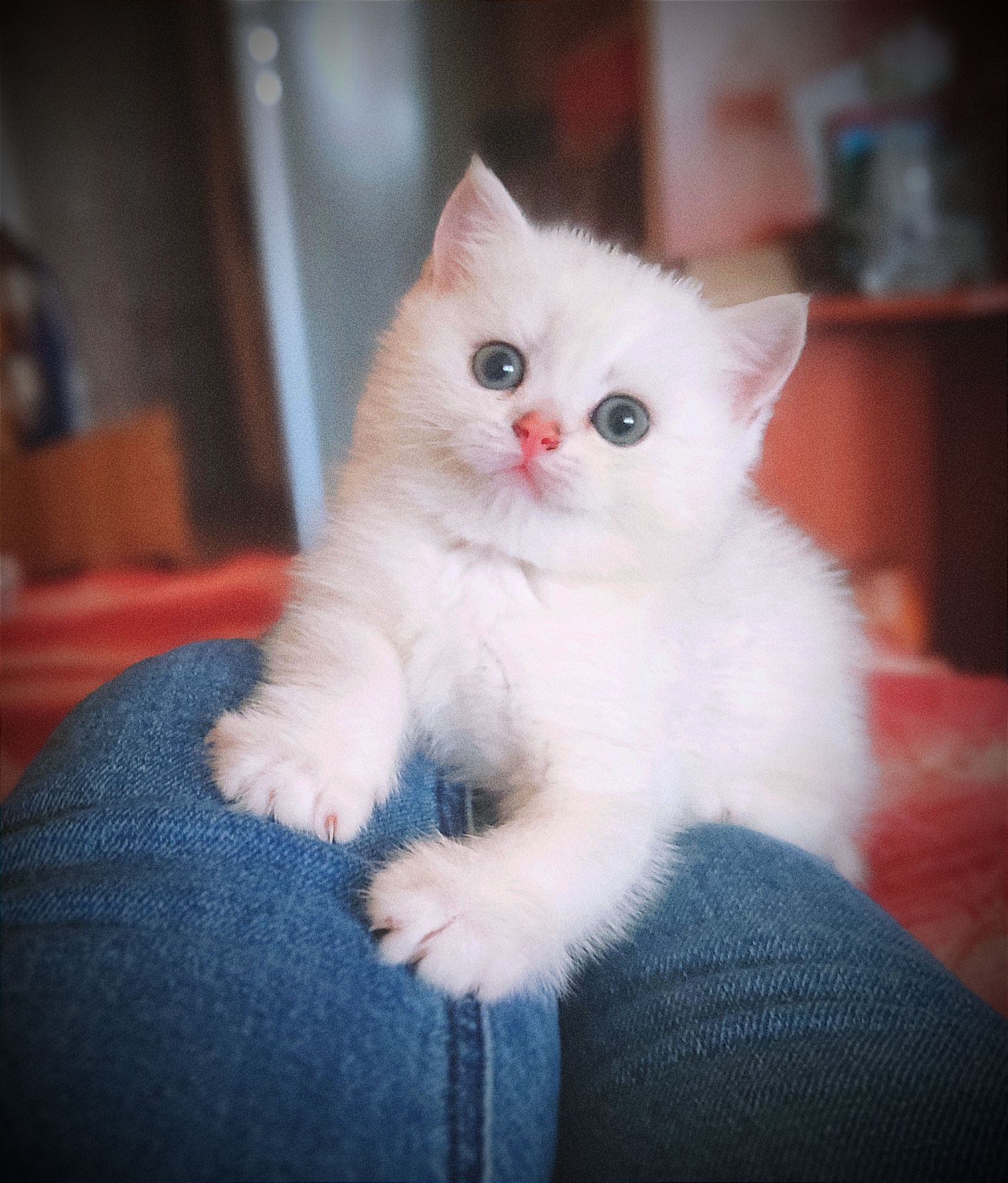 Котята золотые, серебристые