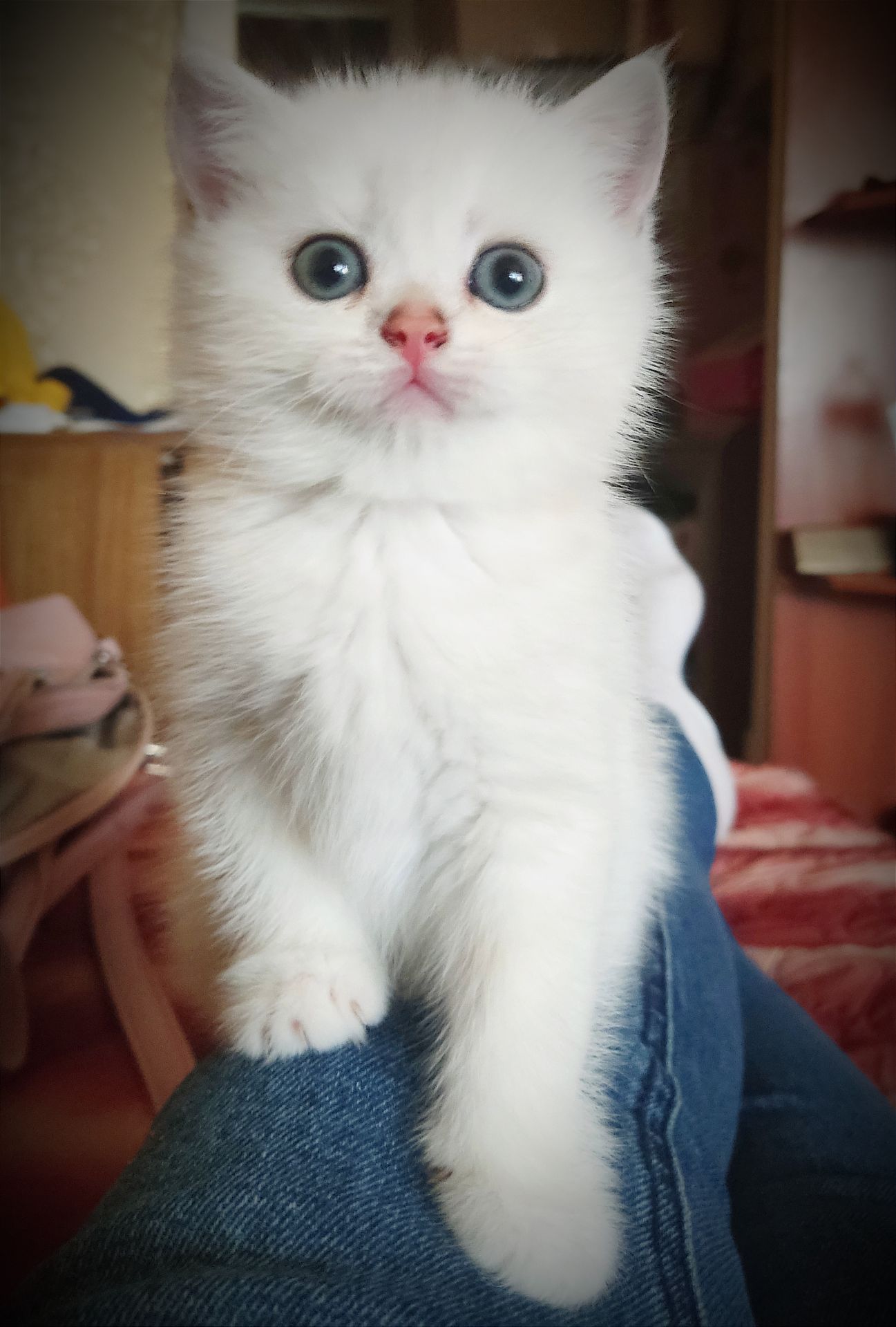 Котята золотые, серебристые