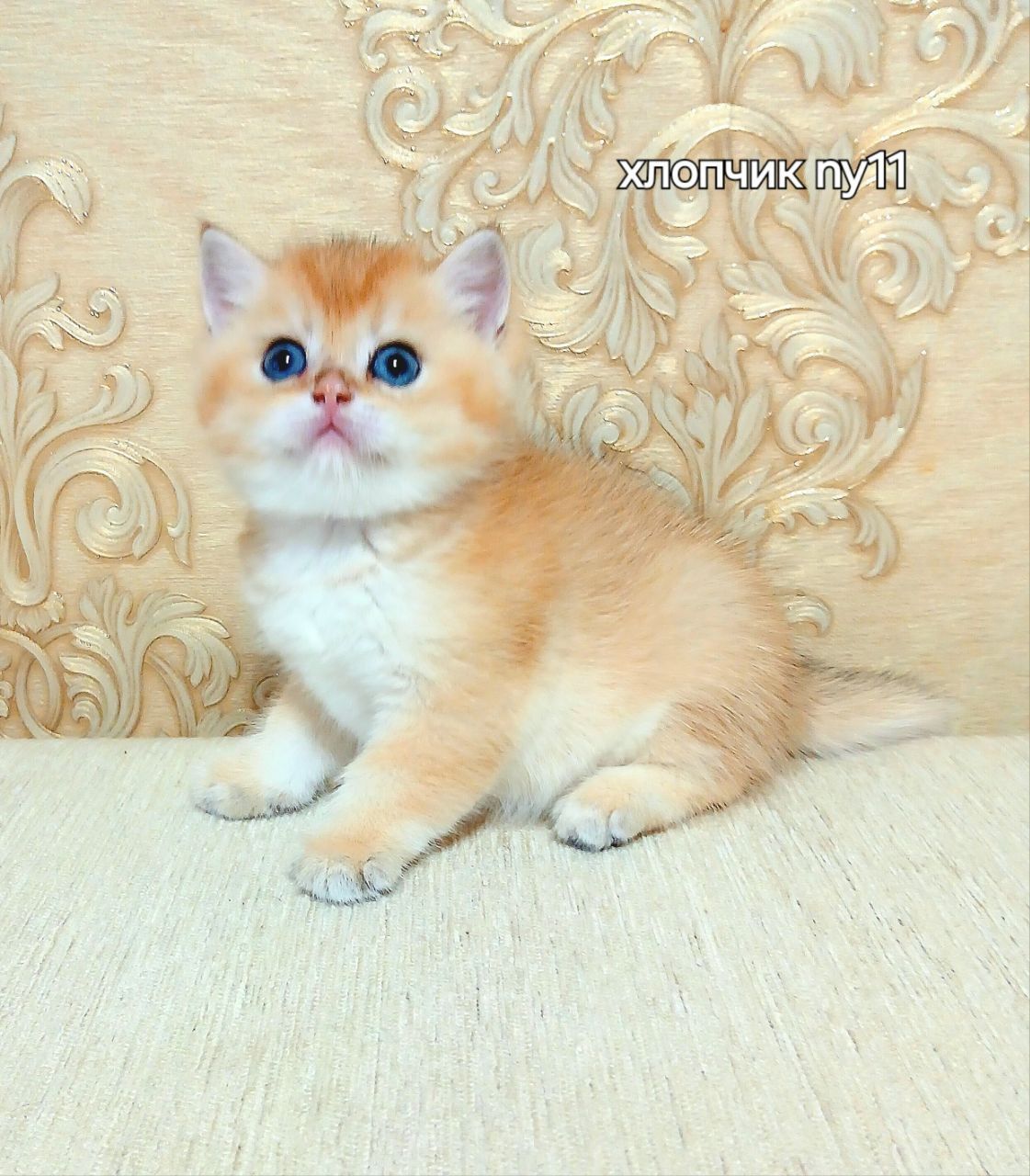 Котята золотые, серебристые
