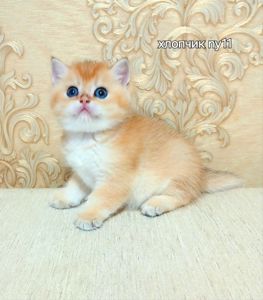Котята золотые, серебристые