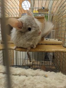 Шиншилла хлопчик продам або обміняю на дівчинку