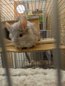 Шиншилла хлопчик продам або обміняю на дівчинку