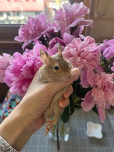 Белочки