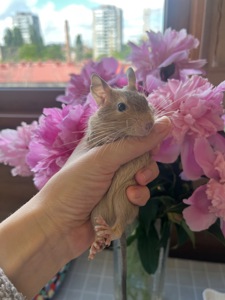 Белочки