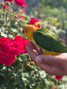 Каик птенцы молоденькие ручные попугайчики