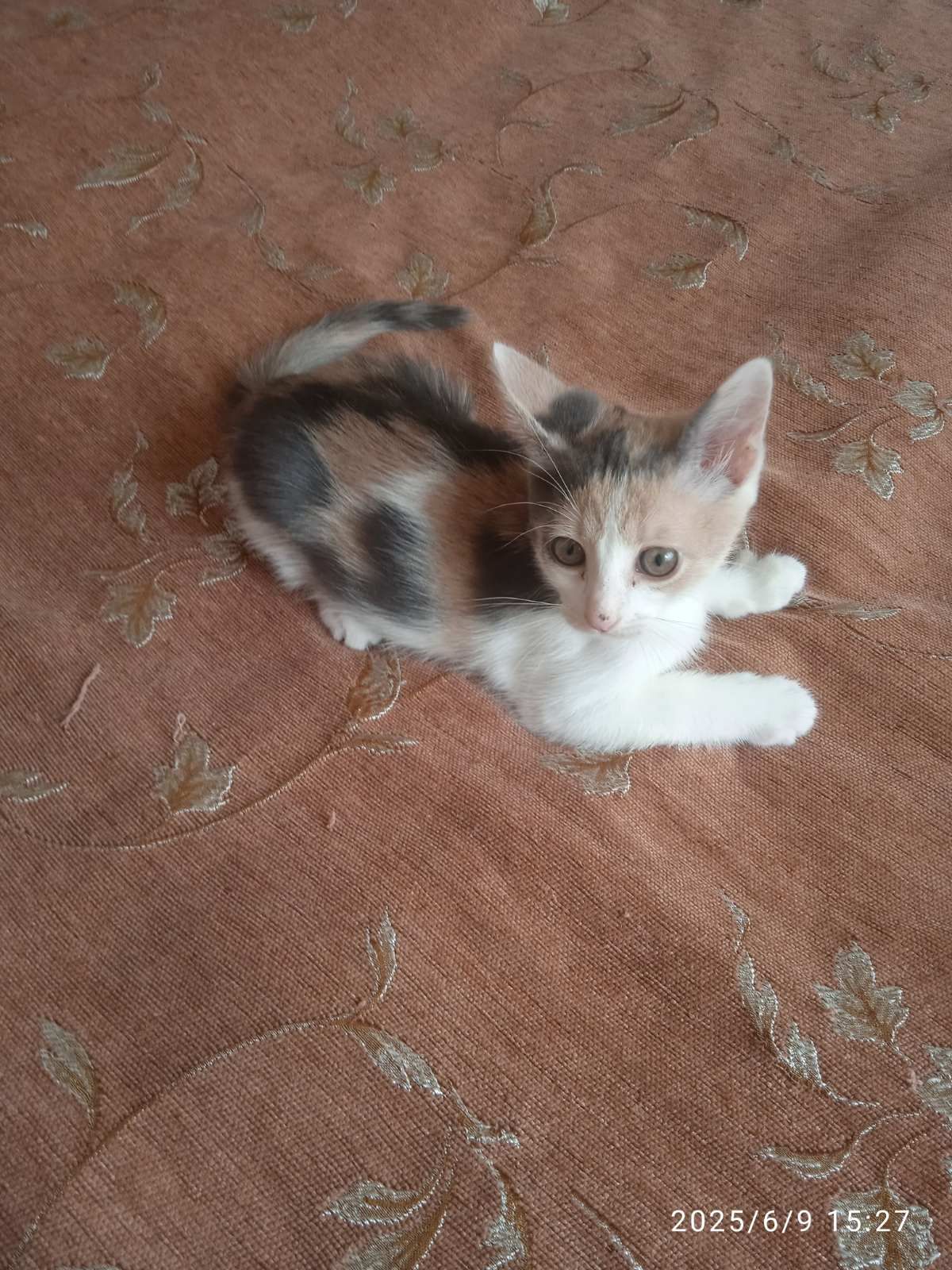 Кошеня