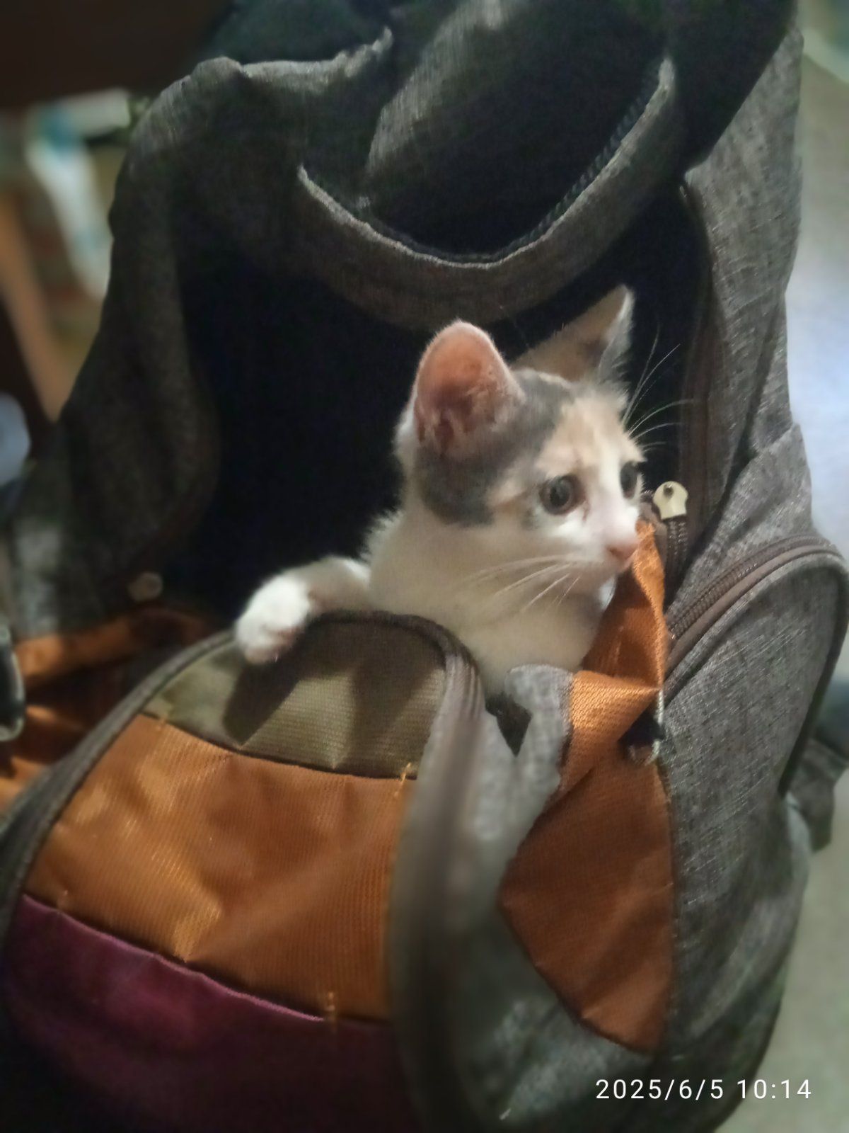 Кошеня
