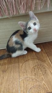 Кошеня