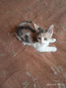 Кошеня