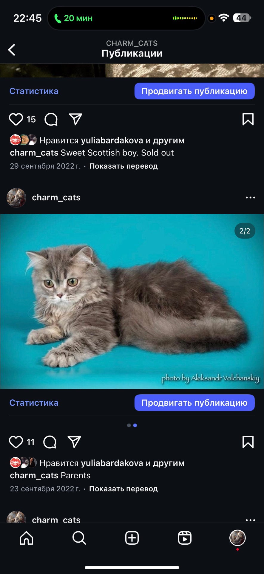 Неймовірне Шотландське кошеня! Дуже лагідний хлопчик!
