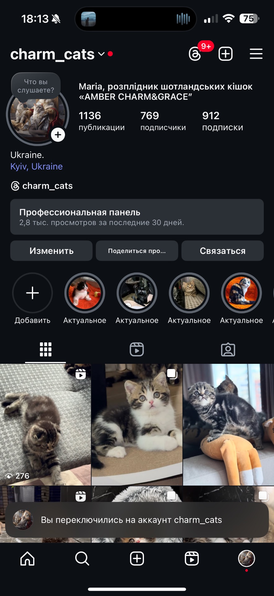 Неймовірне Шотландське кошеня! Дуже лагідний хлопчик!