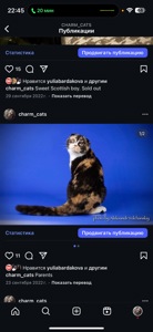 Неймовірне Шотландське кошеня! Дуже лагідний хлопчик!