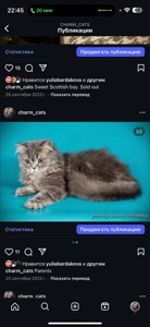 Неймовірне Шотландське кошеня! Дуже лагідний хлопчик!
