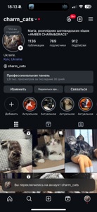 Неймовірне Шотландське кошеня! Дуже лагідний хлопчик!