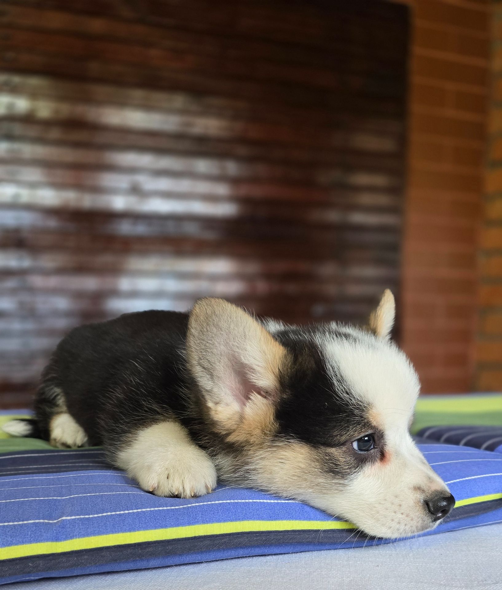 Цуценя коргі, Кокс