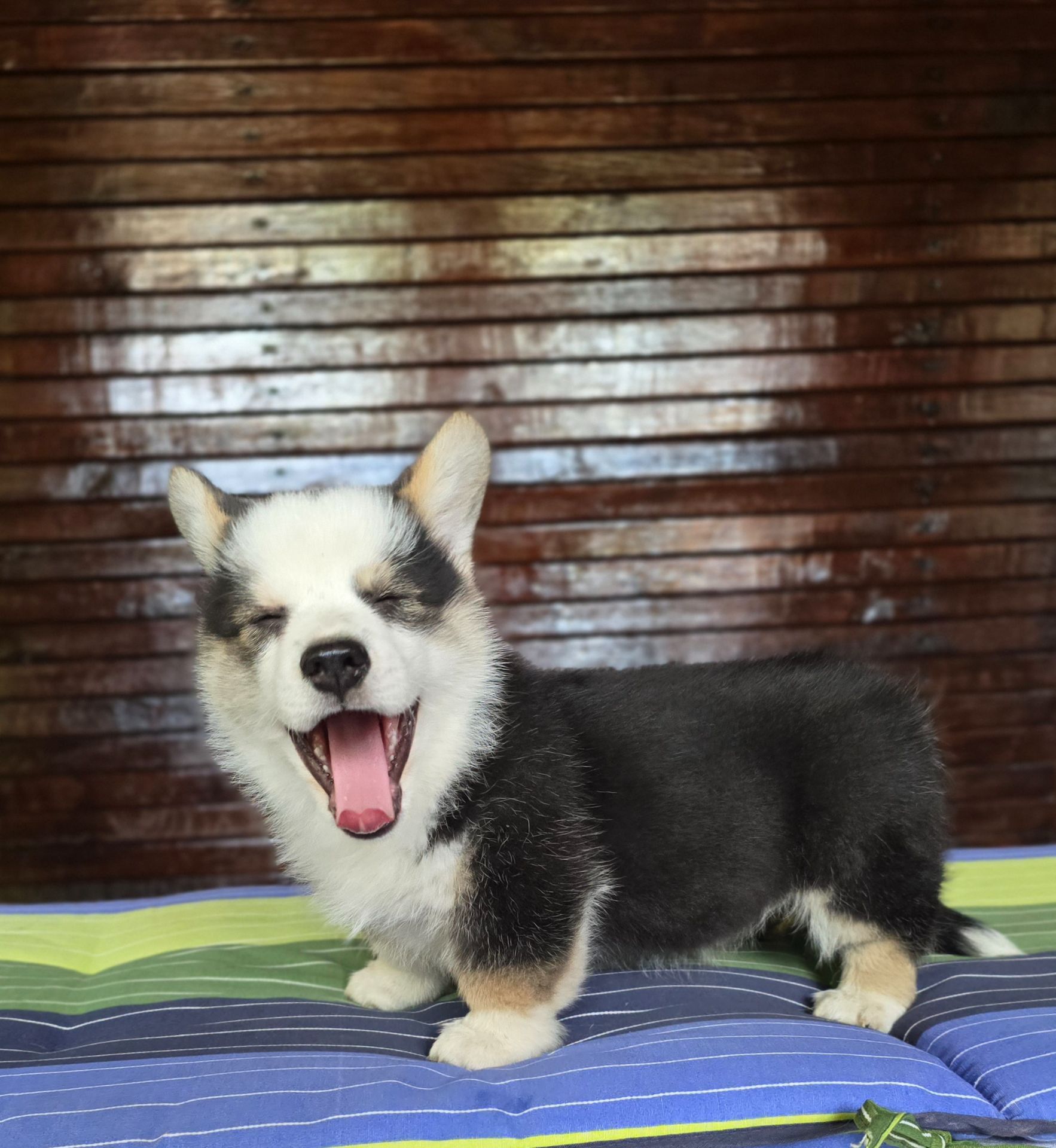 Цуценя коргі, Кокс