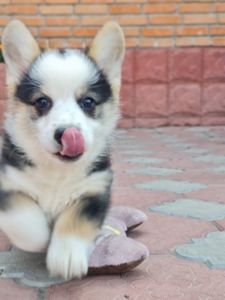 Цуценя Вельш Коргі