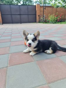 Цуценя Вельш Коргі