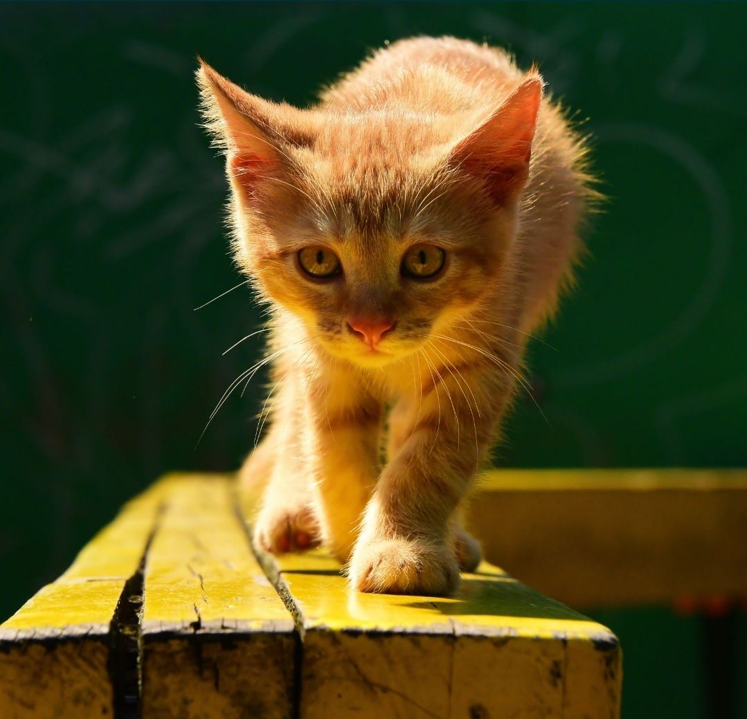 Кошеня наших домашніх Котів