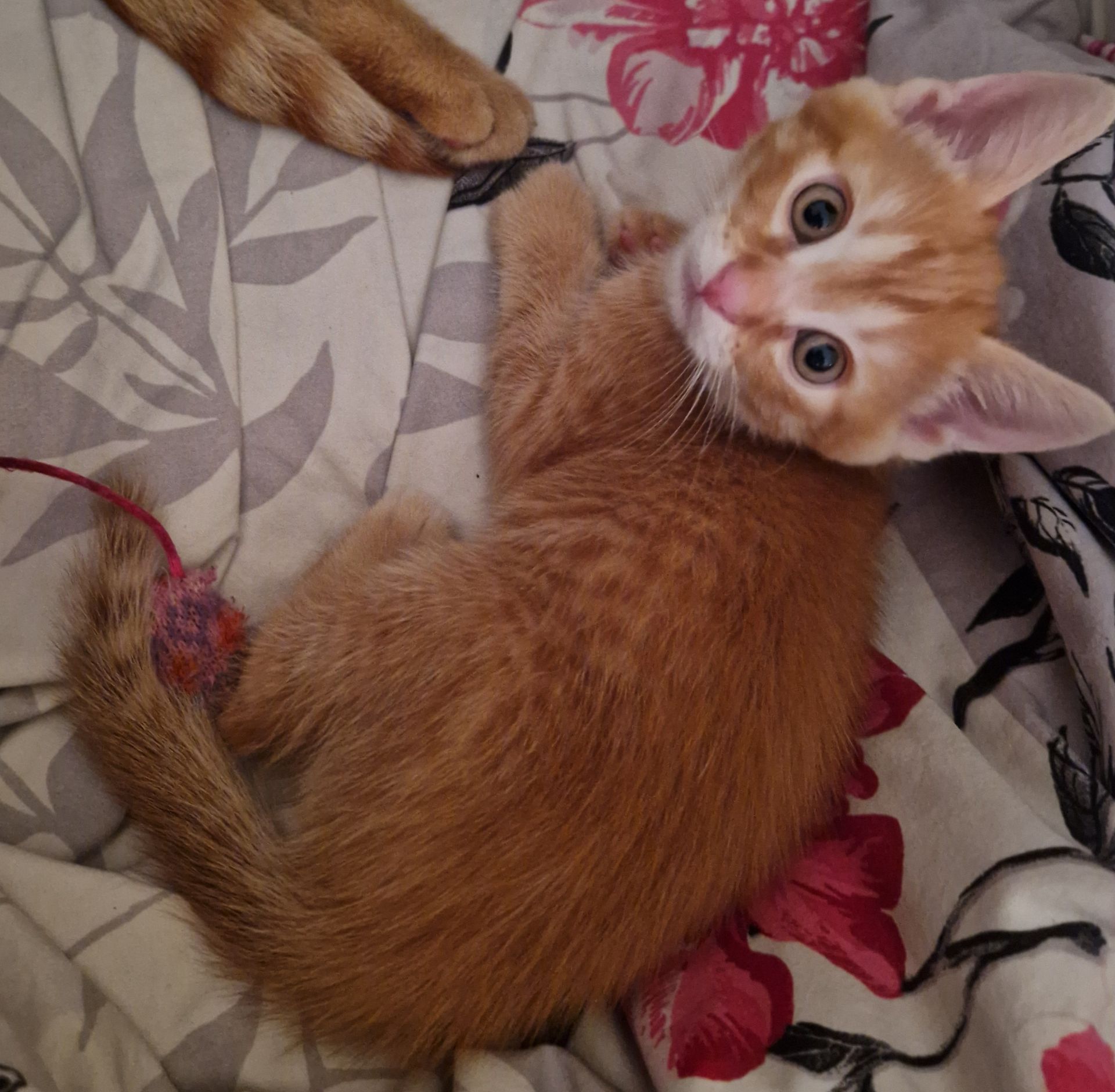 Кошеня наших домашніх Котів