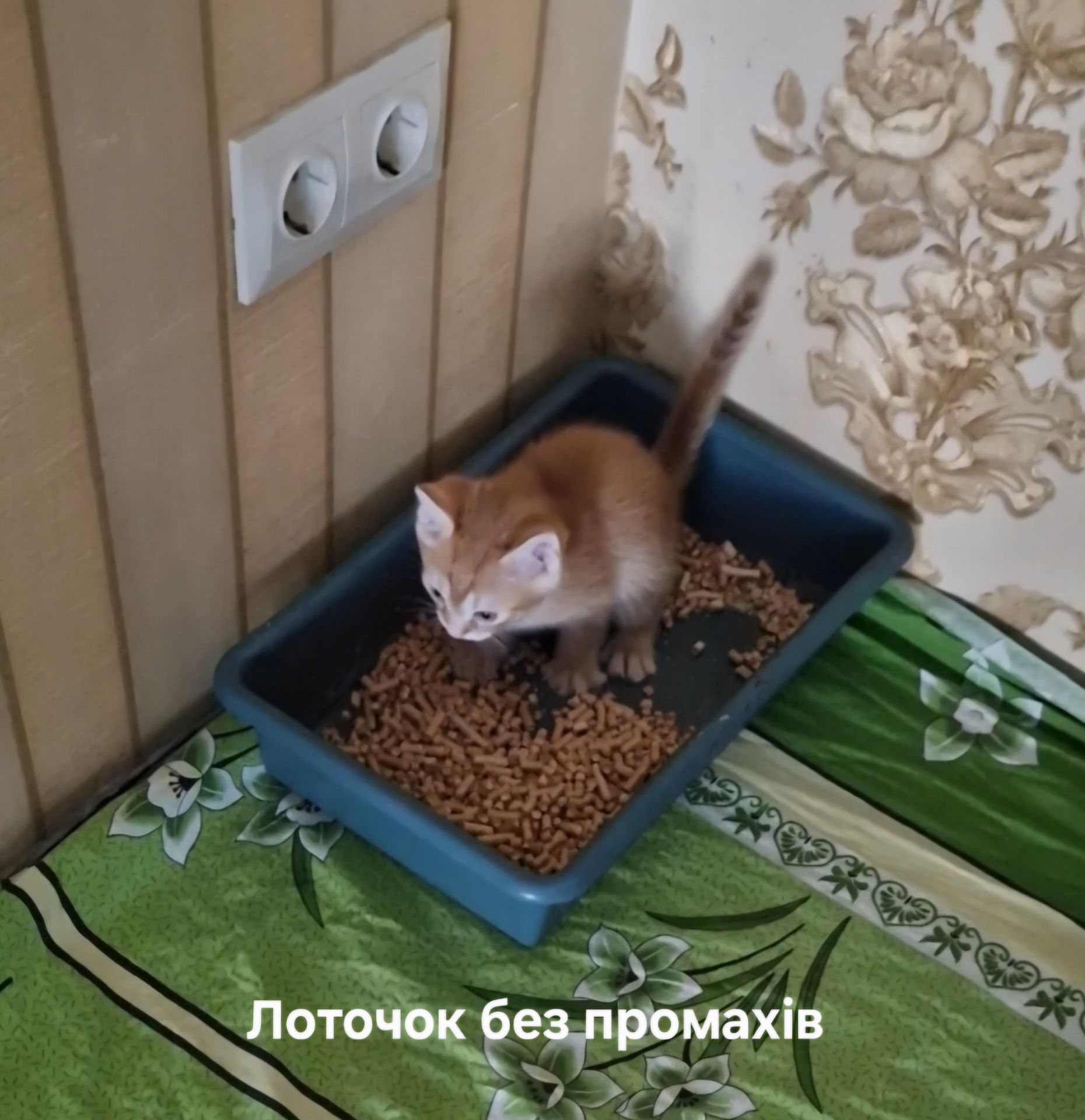 Кошеня наших домашніх Котів