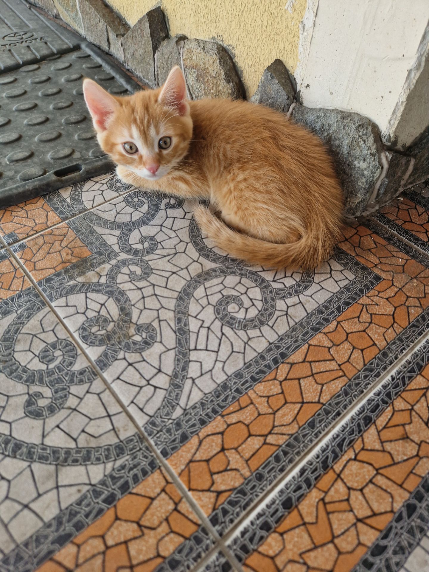 Кошеня наших домашніх Котів