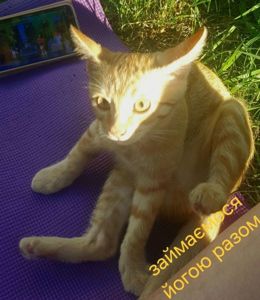 Кошеня наших домашніх Котів