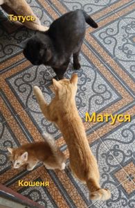 Кошеня наших домашніх Котів