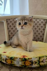 Золота шиншила, дівчинка Бріті