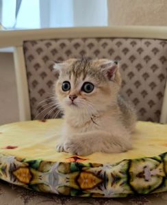 Золота шиншила, дівчинка Бріті