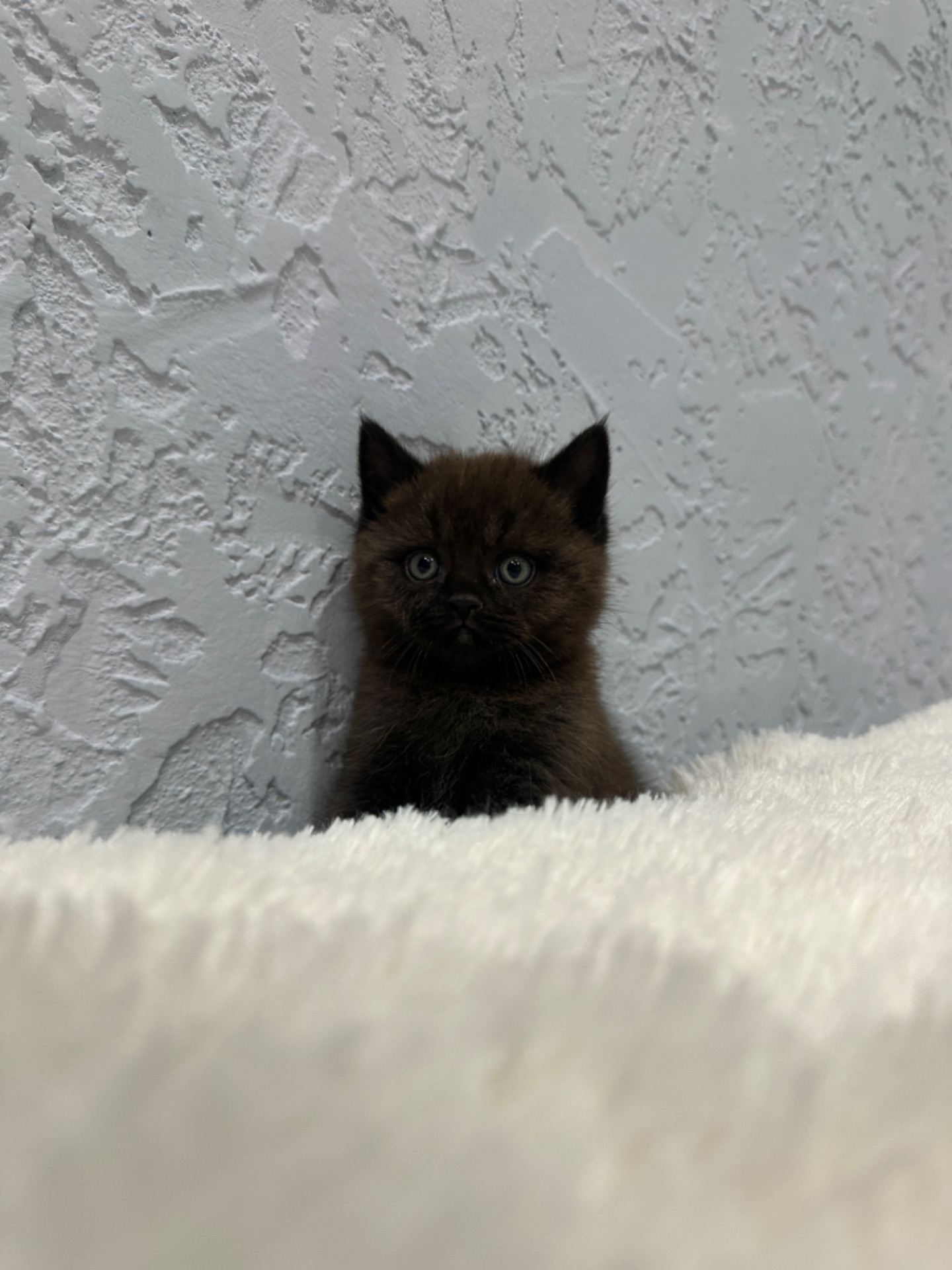 Шотландский прямоухий котик