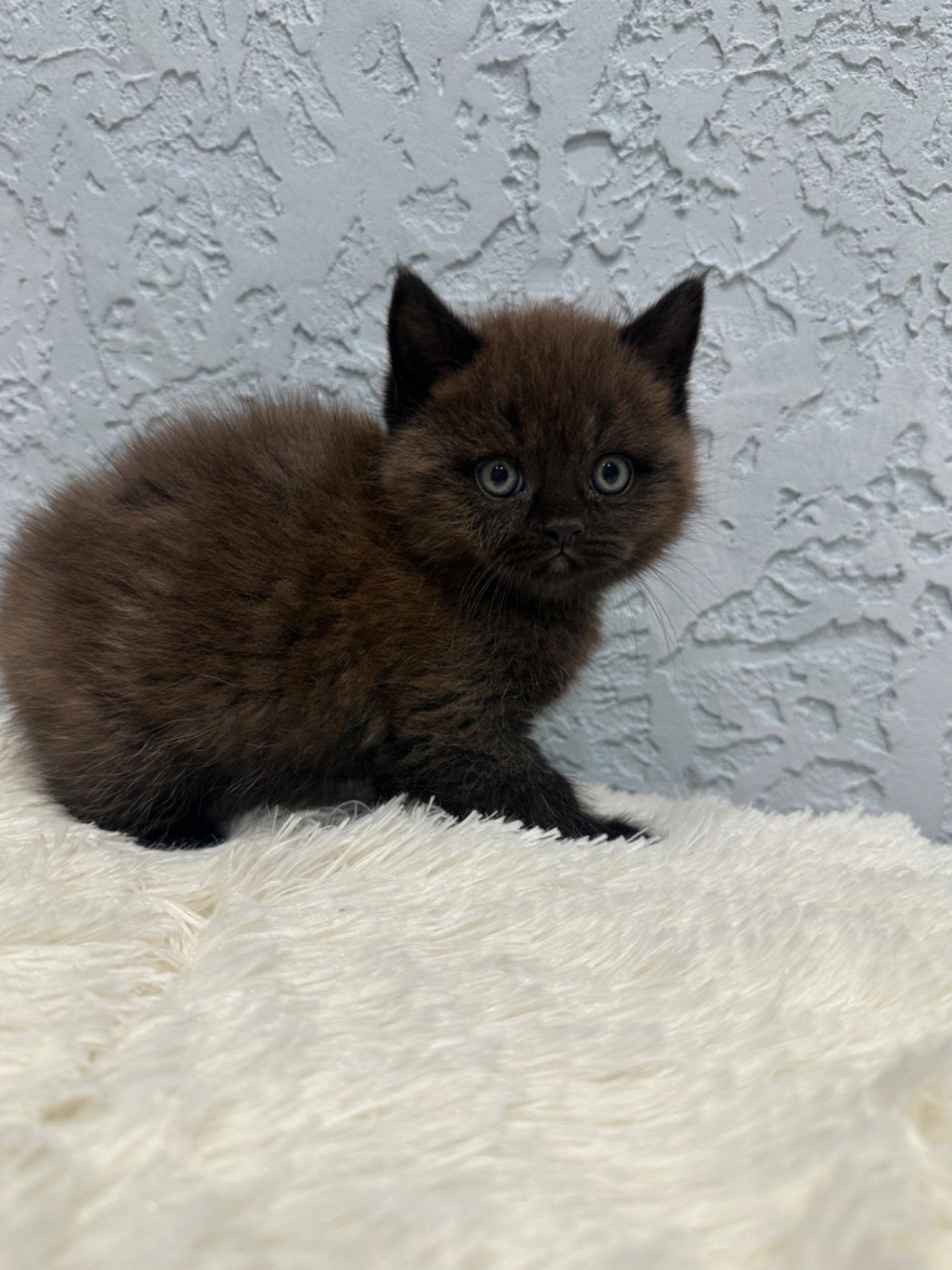 Шотландский прямоухий котик