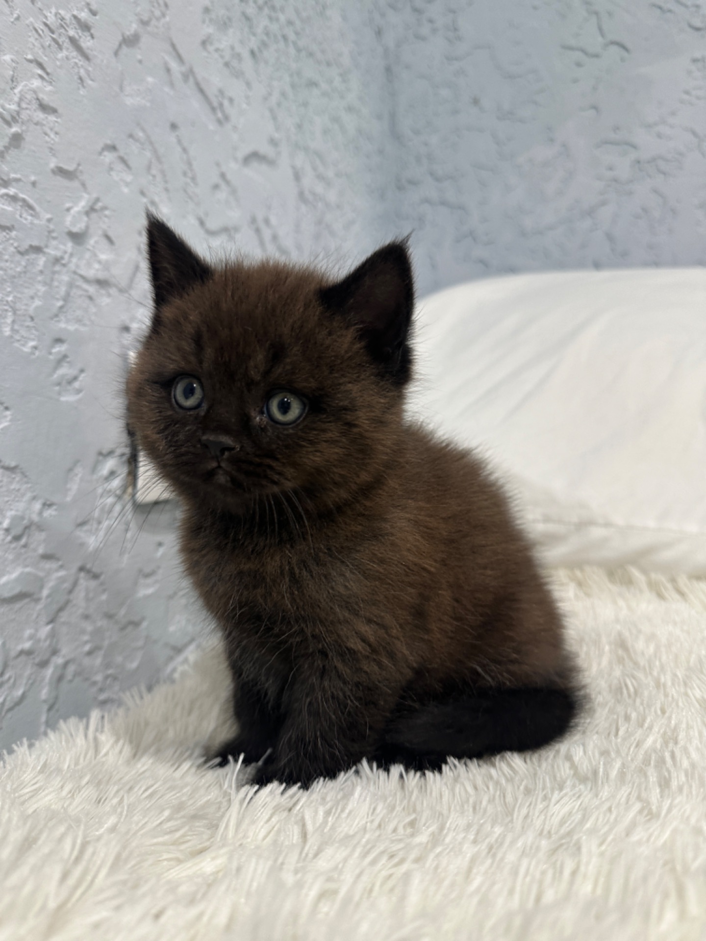Шотландский прямоухий котик