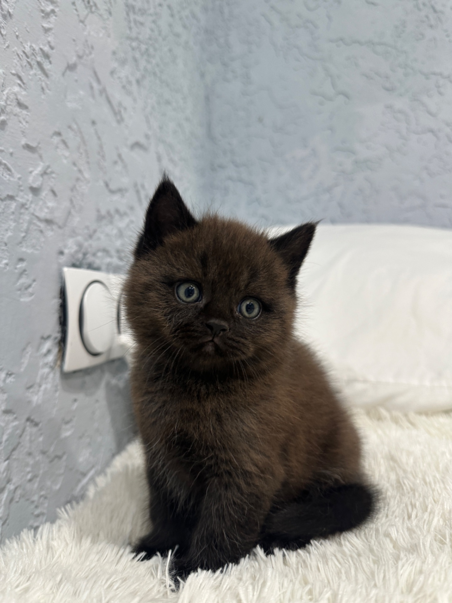 Шотландский прямоухий котик