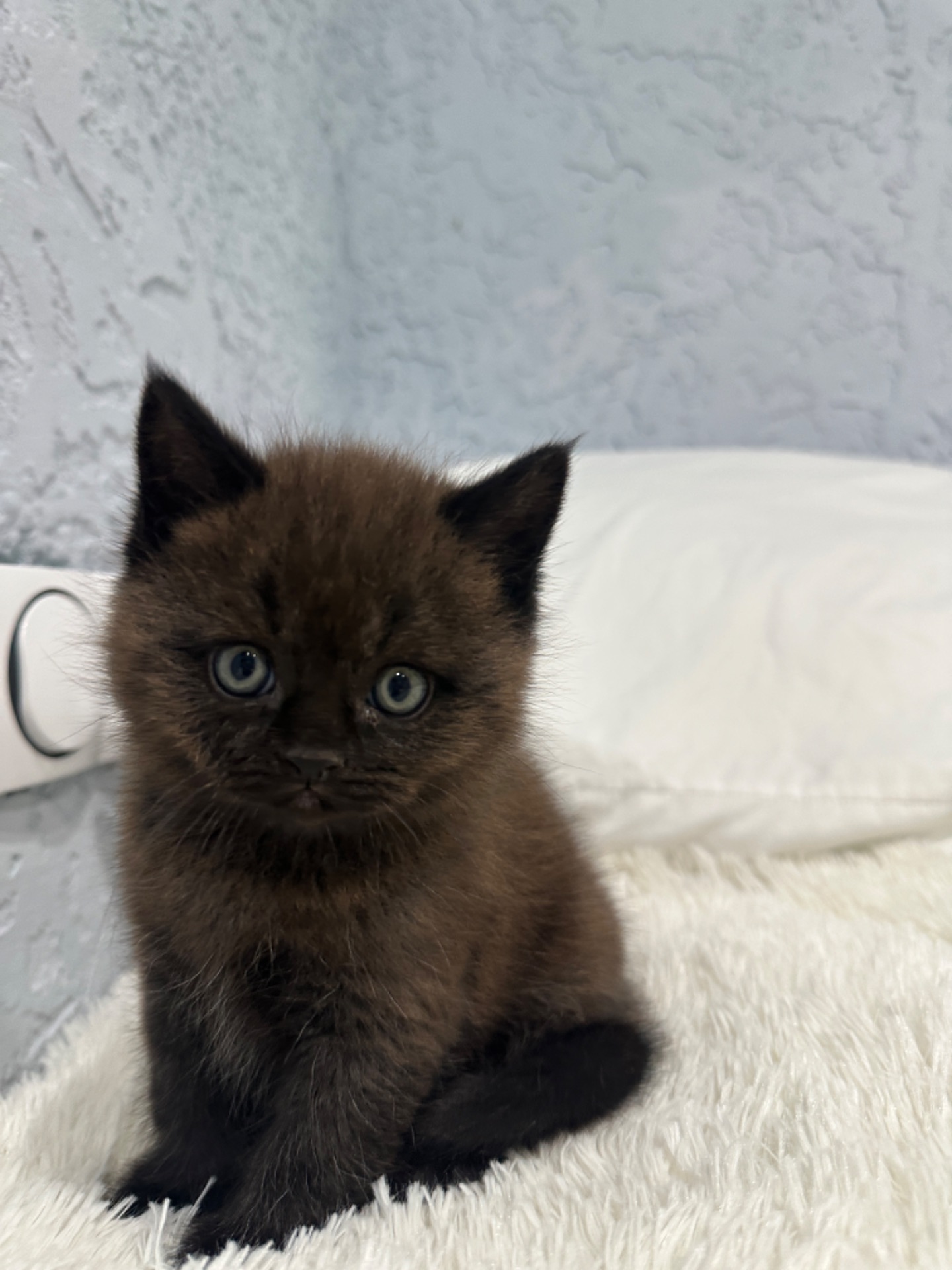 Шотландский прямоухий котик