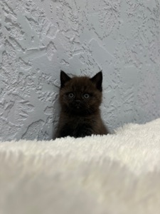Шотландский прямоухий котик
