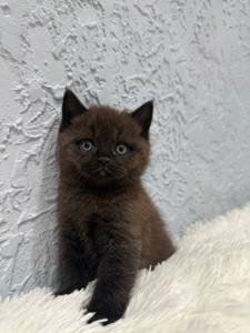 Шотландский прямоухий котик