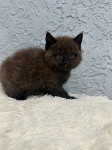 Шотландский прямоухий котик