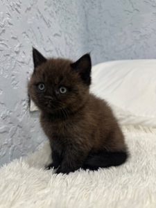 Шотландский прямоухий котик