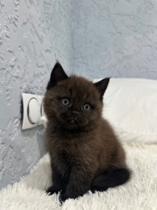 Шотландский прямоухий котик