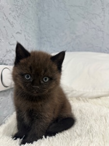 Шотландский прямоухий котик
