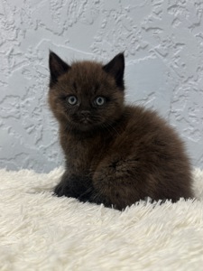 Шотландский прямоухий котик