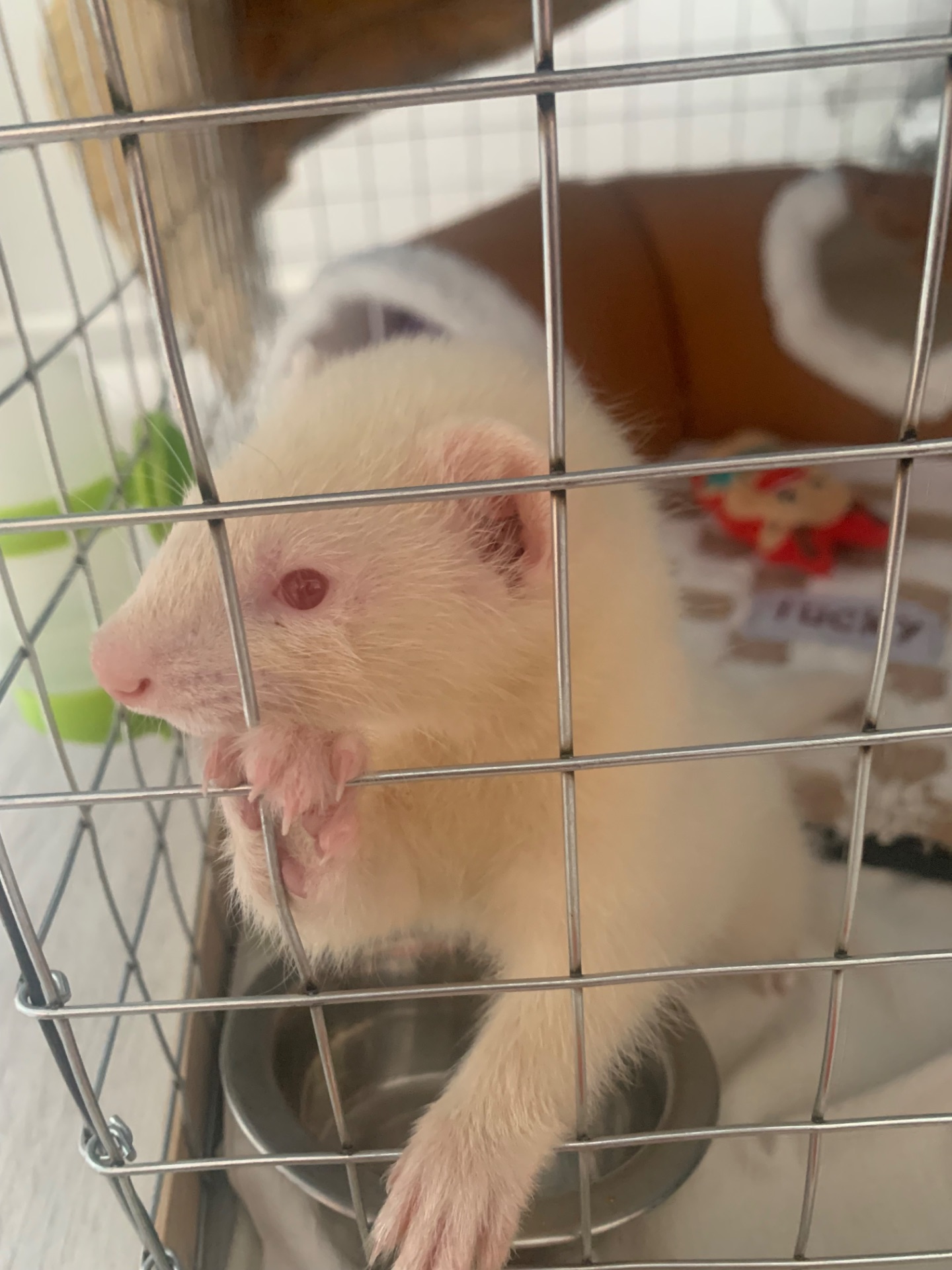 Продам 3-х месячного хорька