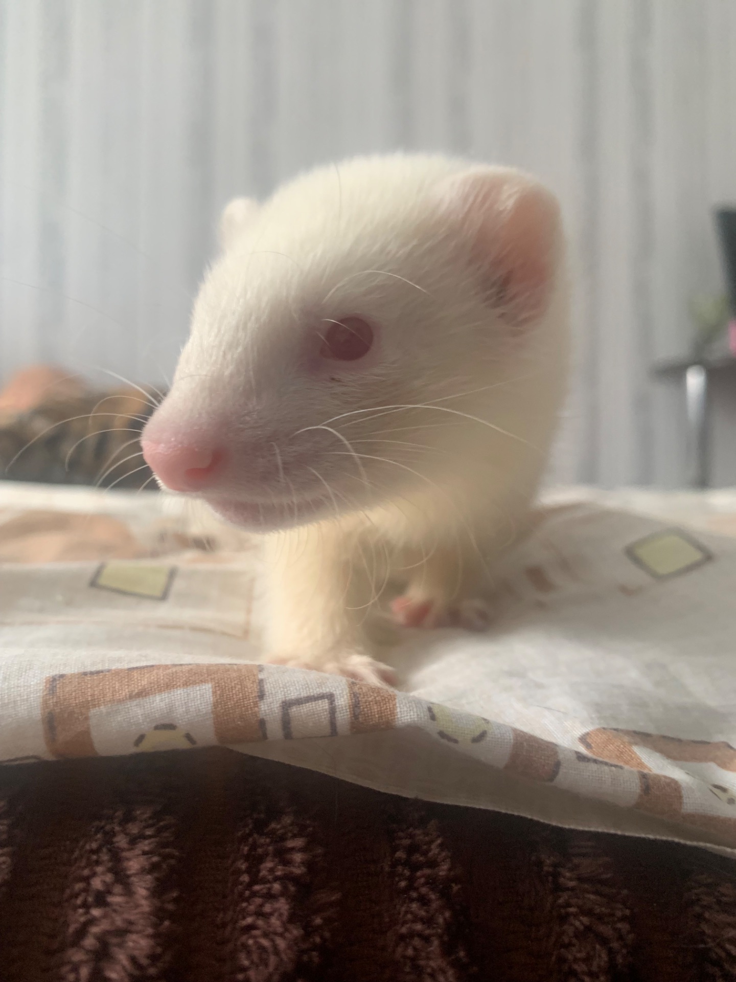 Продам 3-х месячного хорька