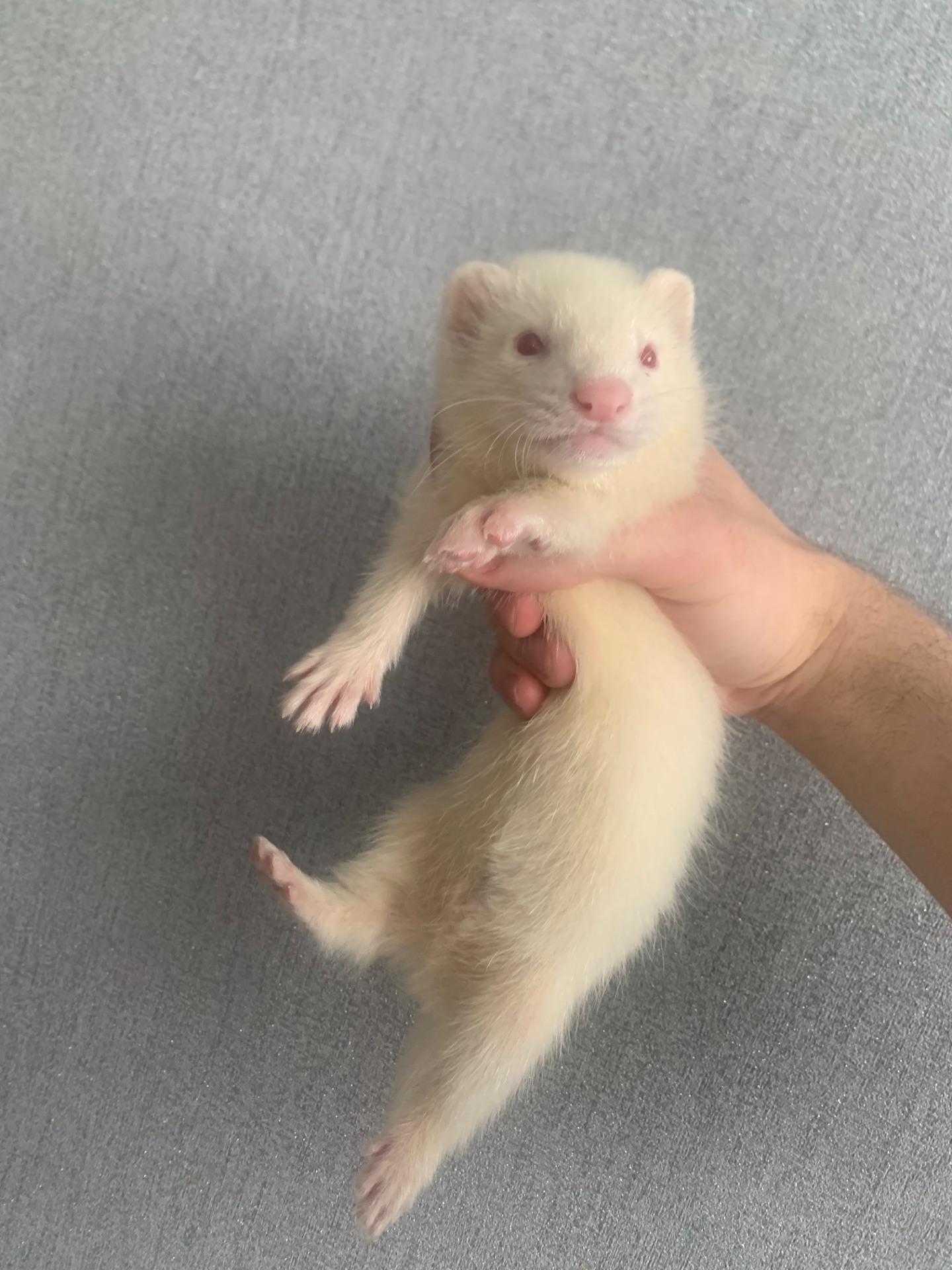 Продам 3-х месячного хорька