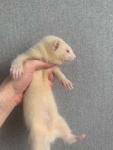 Продам 3-х месячного хорька