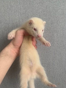 Продам 3-х месячного хорька