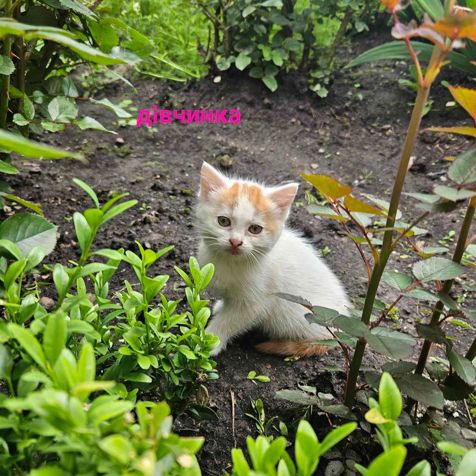 Котенята в добрі руки